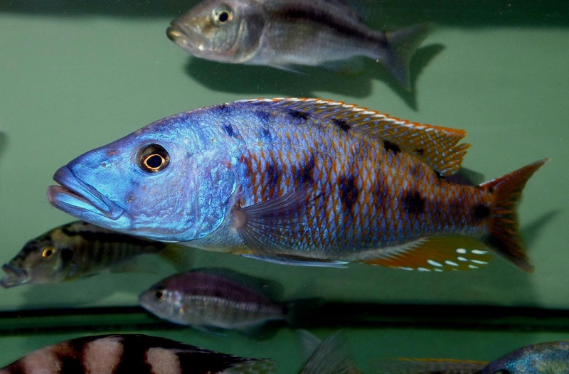Tyrannochromis nigriventer
